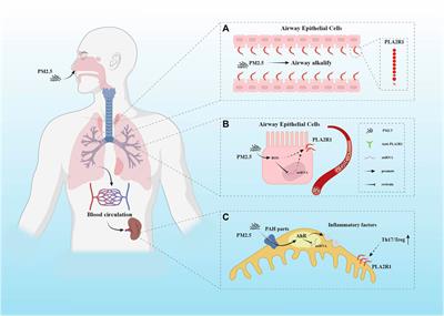 MicroRNAs: Potential mediators between particulate matter 2.5 and Th17/Treg immune disorder in primary membranous nephropathy